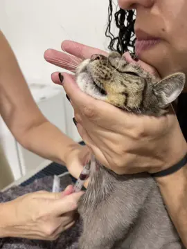 Ela tem linfoma, e esta com 14 anos. Está em tratamento…. essa é parte dificil 😩 #cat #linfoma #mycat #quimioterapia 