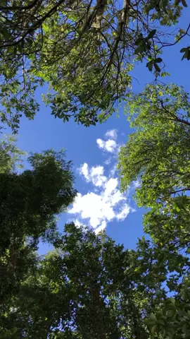 Lo mejor del campo.                                   #bosque  #arboles #cielo #sky 