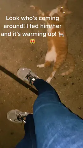 The cat is coming around! I fed it and it was very affectionate. Need to come up with a name since I’m not sure what the name was. 🐈 ❤️#kittycat #kitty @roodytoots 