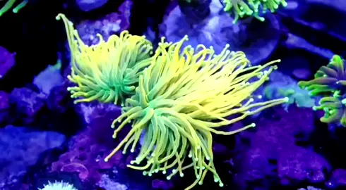 #rimpods #reeftank #aquarium #airlaut #allmymoneygoestocorals #reef #reefaquarium #reefaddict #rbta #torch #bananatorch #holygrailtorch
