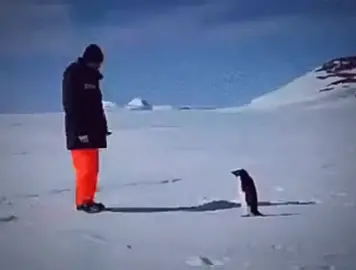rocket pinguin  #meme #animal #fyp #fypシ 