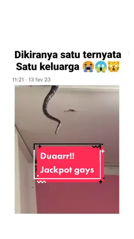 Duaaar Jackpot gays.. #pemadamindonesia #damkarindonesia #pemadamhits #pemadamkebakaran #ular #evakuasiular 