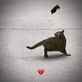 #CapCut #cat #catsoftiktok #fyp #fpyシ #foryou 