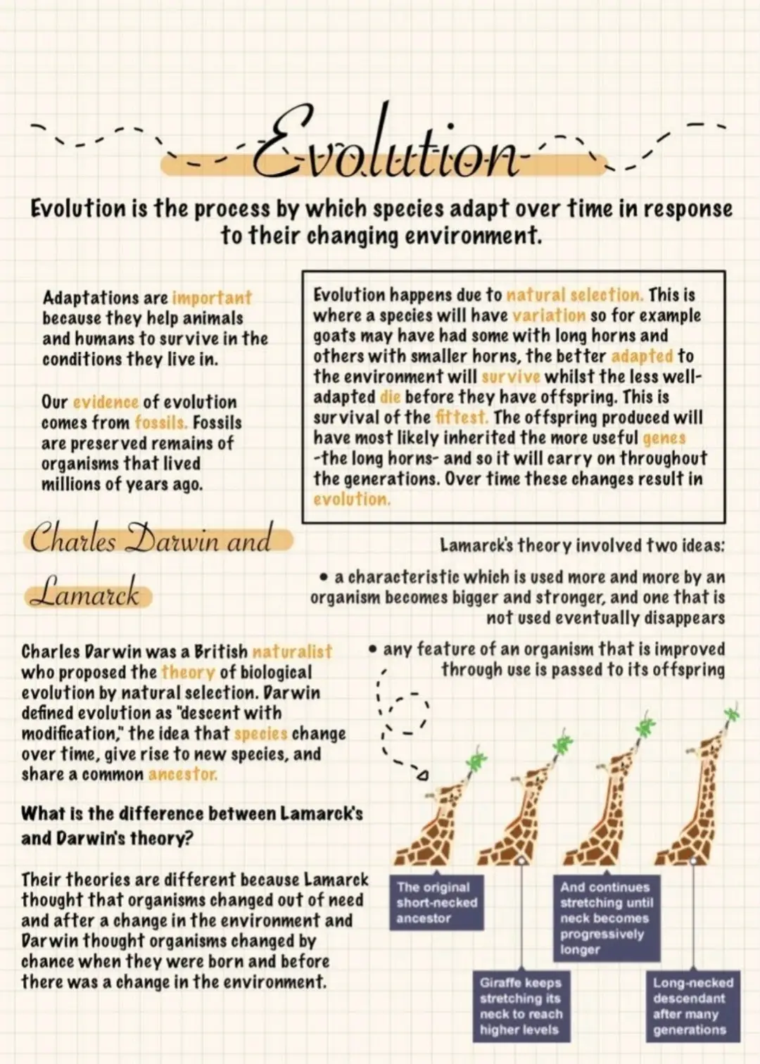 GCSE Biology | Evolution revision #revisenotes #revise #revision #school #gcse #gcses #osmosis #biology #Science #triplescience #chemistry #biology #physics #study #studying #studyguide #notes #harvard #oxford #cambridge #gym #teacher #revising #college #university #maths #english #business #spanish #art #drama #sports #religiousstudies #History #geography 