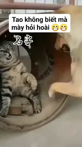 #xuhuongtiktok 