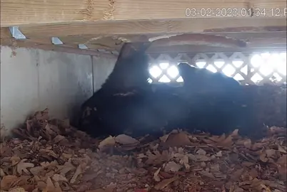 You might want to replace the deck joists. #fyp #fypシ #framing #deck #construction #build #inspectedrejected #inspectedaccepted #DIY #fail #OhNo #wow #bear #animal #pet #homeinspection #homeinspector #realestate #inspectiontherapy #hibernation #scary #hungry 