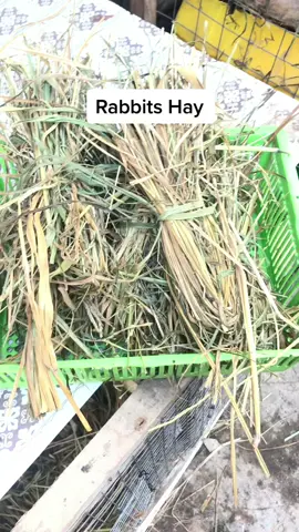 Rabbits Having Hay In The Morning