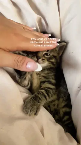Wondering how im going to have the heart to give them up 😩 #catlady#kittiesoftiktok#animallover #cats #kittens #kittensoftiktok #MyDolceMoment #kittenlove 
