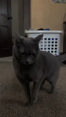 She was getting so mad at my phone earlier and it was hilarious because it was so random lmao #korat #hissypuffied #cat #greeneyes 