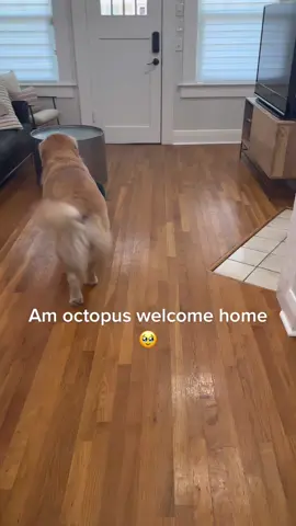 I love coming home to this 🥹🐙