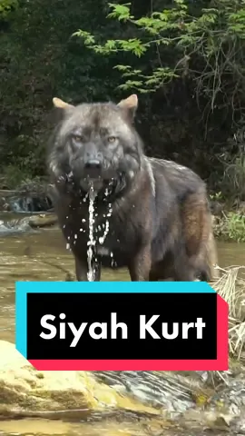 Shhhh 🤫 sadece su içiyor. Bizi görmesin 🐺 Videnun tamamını 