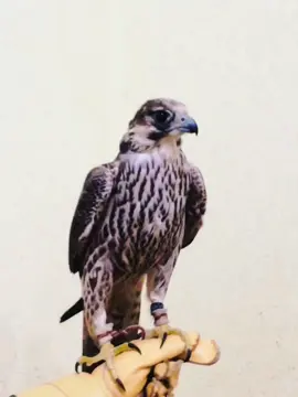 #اكسبلورexplore #طبرق_وسط_البلاد #طرابلس_بنغازي_المرج_البيضاء_درنه_طبرق #الشعب_الصيني_ماله_حل😂😂 #الجامعه_الغربيه_طبرق #محمد_بوسته #ستوريات #طبرق_بنغازي_درنه_طرابلس #طير_حر #طرح_اليوم #بحاري #برينه #قشه #كشتات_طلعات_البر #مقناص_الشمال_تصويري🤍 #مقناص #طرح_النوادر #طيور_حره #ليبيا_طرابلس_مصر_تونس_المغرب_الخليج #السعودية🇸🇦 #الشاب_بلال 