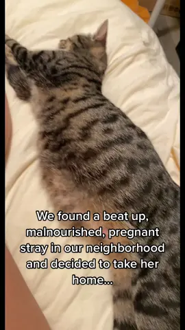 Mini’s story 🤍 #rescue #catrescue #pregnantcat #straycat 