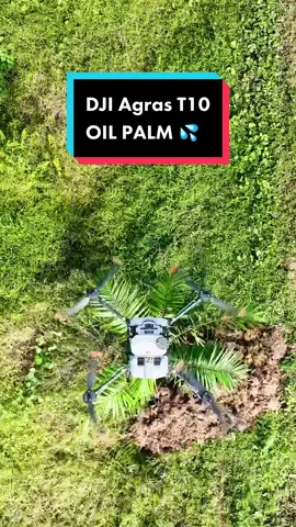 kita belanja video DJI Agras T10 buat spot spraying oil palm pulakk 🤩❗️❗️#dji #djiagriculture #agrast10 #t10  #agrast40 #t40 #agrast20p #t20p #sanyeongagricultural #pilihanutamapetani #petanimoden #pertanian #agriculture #agriculturetechnology #oilpalm 