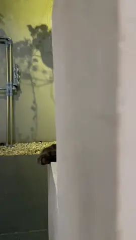 kiyowo 😭 #kucing #kucinglucu #kucingtiktok #anabul #fyp #cat #foryou #catlover 