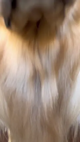 The wink at the end says everything. #fyp #foryoupage #dogsoftiktok 