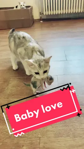 #catslovers #babykatze #babycat #babylove #cat #katze 