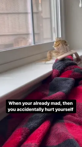 Its been one of these days today. How is your day going?  . . . . . #Animals #beardeddragon #beardeddragonbreeder #beardeddragonlife #beardeddragonlove #beardeddragonlover #beardeddragonofinstagram #beardeddragonoftheday #beardeddragons #beardeddragonsofig #beardeddragonsofinsta #beardeddragonsofinstagram #beardie #beardielove #beardiesofig #beardiesofinstagram #cute #dragon #exoticpets #lizard #lizards #lizardsofinstagram #Love #nature #pet #pets #petsofinstagram #pogonavitticeps #reptilelove #reptiles 