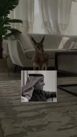 #الهشتاقات_للشيوخ😎 #تبوك_الان #مود  يدل دربه 🙄🫣