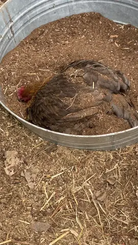Jafar takes dust bathing to another level #backyardchickens #chickens #chickensinthecity #pet #petchicken #dust #dirt #dirtbath 