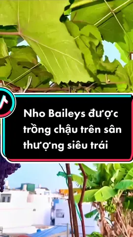 Giống nho Baileys dễ trồng kháng bệnh cao chùm to ngọt 🍇🍇🍇 #trạinhogiốngkhởi  #xuhong  #nôngdân  #nho 