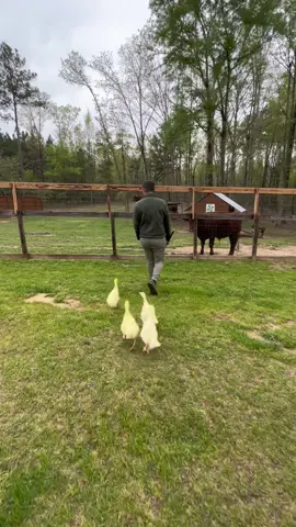 What to name our newest four baby goslings? #cute #animal #farming #rescue #foryoup #foryou #pets #Outdoors #pond #geese #goslings #featheredfriends #parrotsoftiktok #parrots 