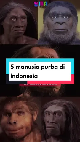 Jenis manusia purba yang dahulu ada di Indonesia! #manusiapurba #zamanpurba #manusiapurba🗿 #fyp #viraltiktok #yukcaritau #belajarseru #sejarahdunia #sejarahindonesia 