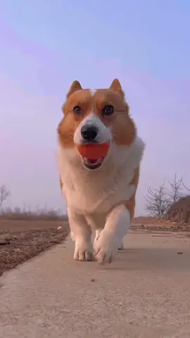 #corgi #corgisoftiktok #corgilove 