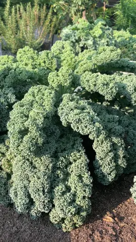 เคลใบหยิก ซุปเปอร์ฟู๊ดที่ควรลองปลูกสักครั้ง 💚 #ต้นกล้าเคล #เคล #ปลูกผักกินเอง #สวนผักนานันท์ #เคลใบหยิก #มูลไส้เดือนปลูกอะไรก็งาม 