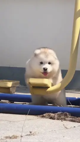 😘😘😘💞💞💞 #dog #cutedog #dogsoftiktok #funnyvideos #videoviral #xuhuong #fyp #lovely #cute 