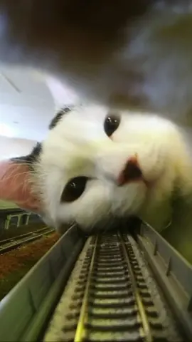 すてきなBGMに乗せて当店のニャンコたちをお楽しみください。Please enjoy the cat video digest with nice background music. BGM “Greatest Hits” by Julian Voss.  This video was shot at the cat cafe 