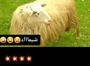 #أضحك_من_قلبك🤹😂😂😂😂😂😂 #وينك-يا #شيماء 