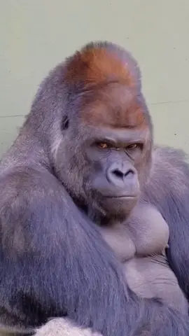 niye öyle kızmış 🤣🤣🤣🤣🤣#maymun #kizgin 