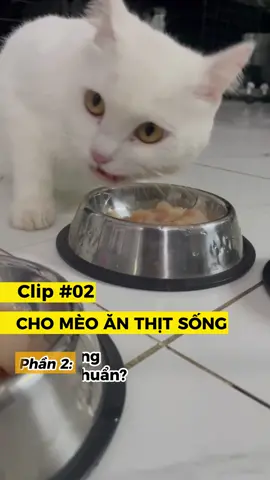 Sợ cho mèo ăn thịt sống thì bơi vào xem nha!! #meoanthit #meoanthitsong  #nuoimeothongminh #kinhnghiemnuoimeo #chiasekinhnghiemnuoimeo