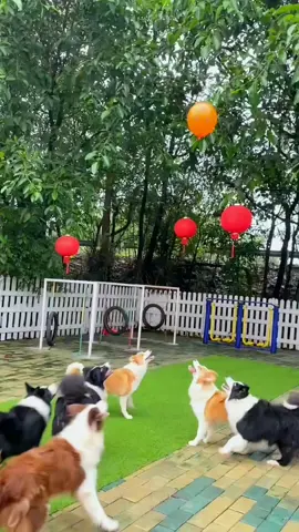 cute dogs😍#cutepets #meodethuong #cutevideo #cats #animal #น่ารัก #thucungdangyeu #SeeHerGreatness #petsocute #PetsOfTikTok #animalsoftiktok #petsoftiktok 