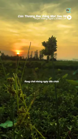 Đôi  mắt cậu buồn hiu...#ctmedia #phamthiengngan #conthuongraudangmocsauhe #bolerolofi #lofihiendai