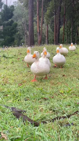 Tiny ducks waddling to their mummas arms 🐥🌞 #ducks #ducksoftiktok #cuteanimals 