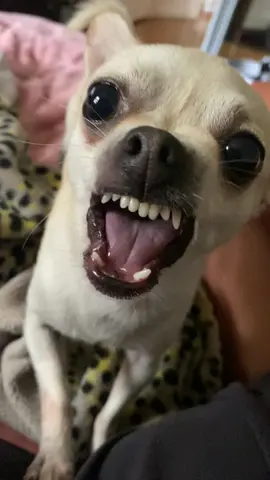 such an aggressive angel  #angrydog #chihuahua #fyp #foryoupage 