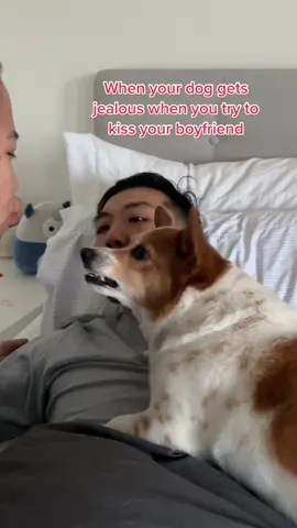 She claims everything and everyone in my life.  #funnydog #corgitiktok #fyp #cutepup 