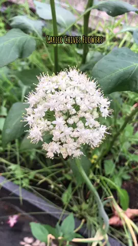 Garlic Chives Flowers 🤍 #growyourownfood  #backyardgarden  #Sustainability  #vinsgardenmiri 