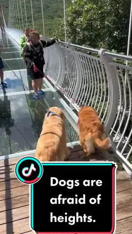 The funny process of the dog walking on the glass bridge! #foryou #Funny #Dogs are afraid of heights.#On the hot#