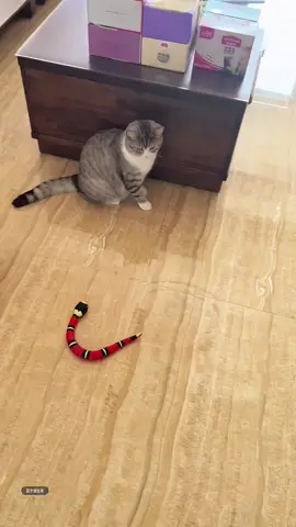 Smart snake toy for cat 🐍 #cute #cat #petsupplies #fypシ #fyp #toy #pettoys 
