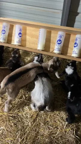 They get a little tangled sometimes #threelittlegoats #goats #nigeriandwarfgoats #farmlife #bottlebabygoats #goatsoftiktok #dairygoats #babygoats 