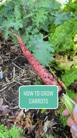 Not everyone is going to agree with me on this but everyone is asking how i plant my carrots, and this is it! Just choatically throwing them around every few weeks. Its the only thing that has worked for me when it comes to growing carrots 🤷🏻‍♀️ i love my chaos carrots! #gardenwithme #gardening #gardentok #growingcarrots #growcarrots #growyourownfood #gardenharvest #gardeningtiktok #gardentips 