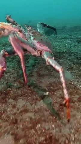 Giant King crab in Barents Sea, #giantkingcrab #underwater #animal #nature 