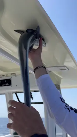 One of the strangest/coolest fish in the ocean🎣😂 #remora #shark #fishing #florida #boat 