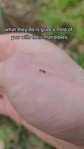 frisky fellas #anttok #bugtok #entomology #foryou #fyp #ants #fireant 
