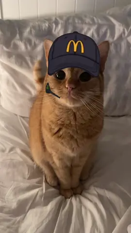 Hello, please may I take your order? #cat #catsoftiktok #fyp #foru #foryoupage #trend 