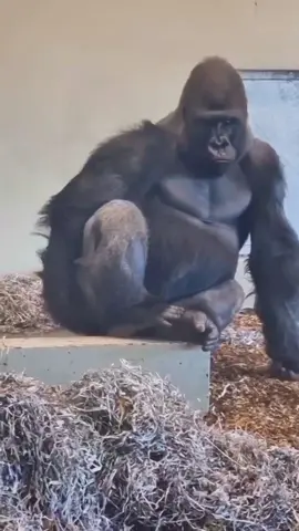 Este GORILA está comiendo que?? #creadoresdelmañana #gorila #primates #fibra 