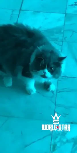 Nope, we wouldn’t be leaving if that was us… 🐈‍⬛😂 (Via IG @em.0l0) #Worldstar #Fyp #Viral 